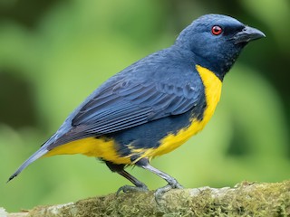  - Blue-and-gold Tanager