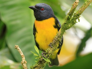 アオキバラフウキンチョウ - eBird