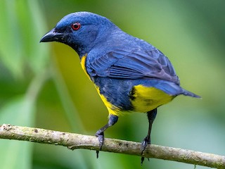 【パラタイプ】パルナシウス・アッコ・モリタイ（青海省、1オス） アオキバラフウキンチョウ - eBird
