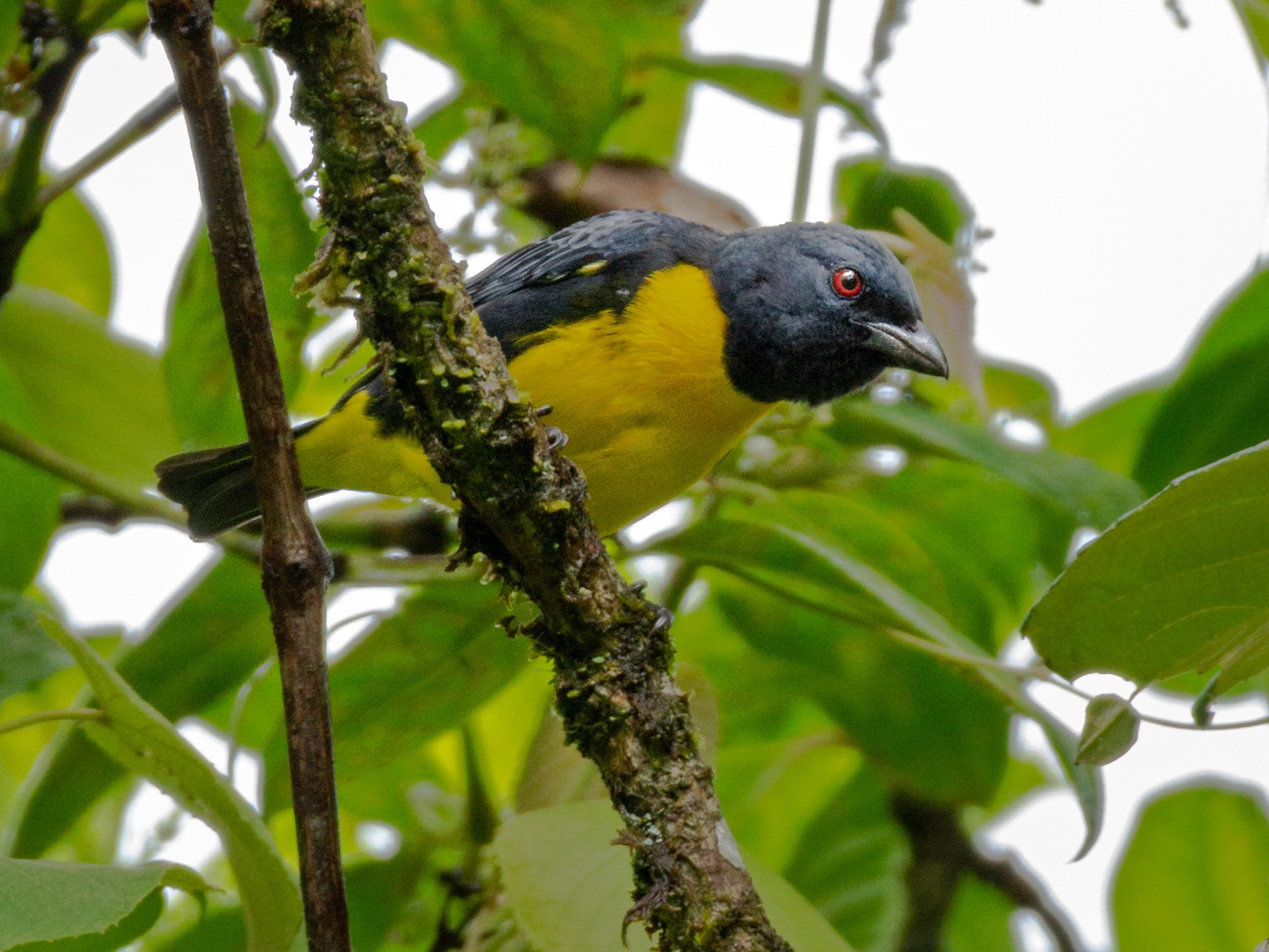 Сине-Золотая Танагра - EBird