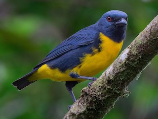 アオキバラフウキンチョウ - eBird