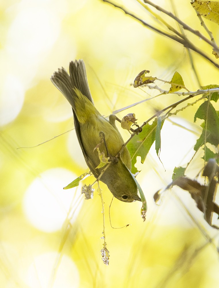 Orange-crowned Warbler - Bryan Patrick