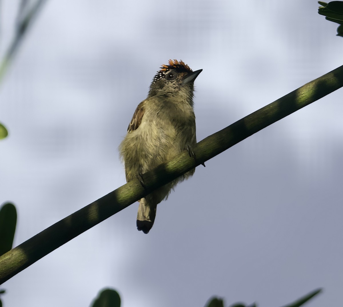 Fine-barred Piculet - ML612383568