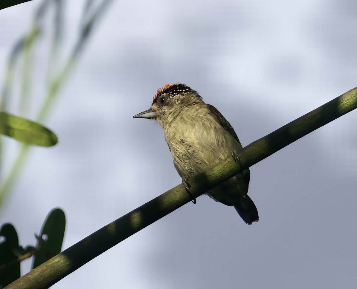 Fine-barred Piculet - ML612383569