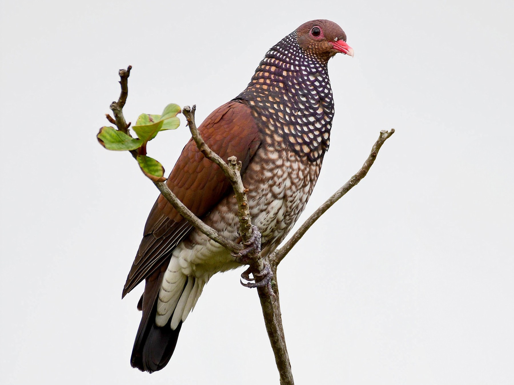 Scaled Pigeon - Gualberto Becerra