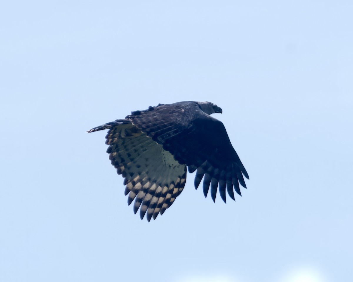 Harpy Eagle - ML612383699