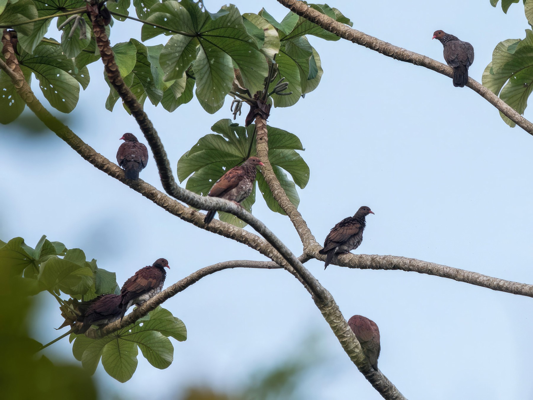 Scaled Pigeon - Daniel Restrepo (5-22 Fotografía Biodiversa)