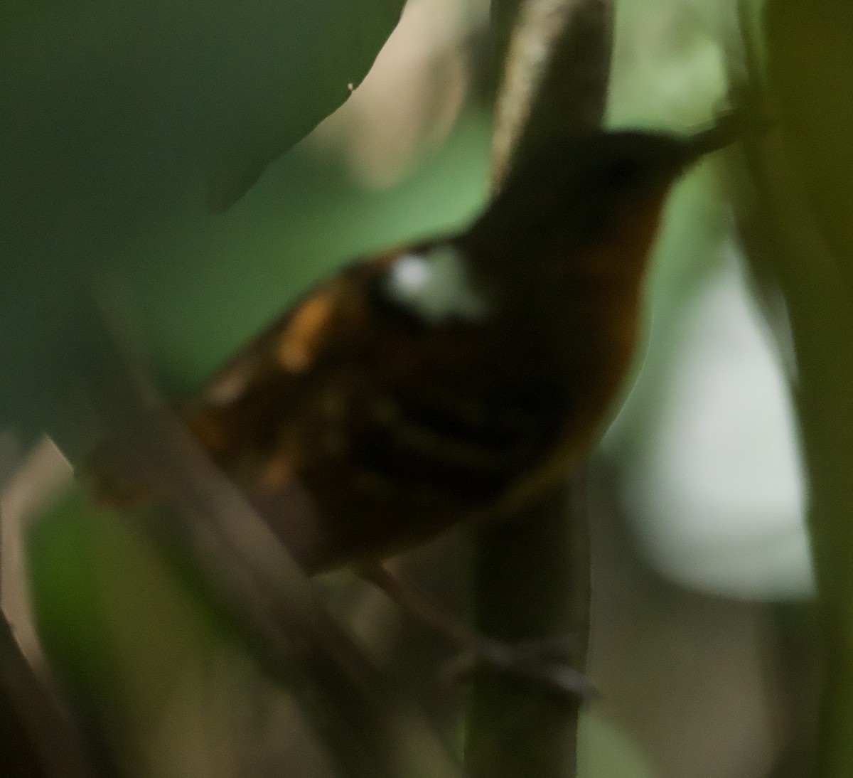 Chestnut-tailed Antbird (hemimelaena) - ML612383770