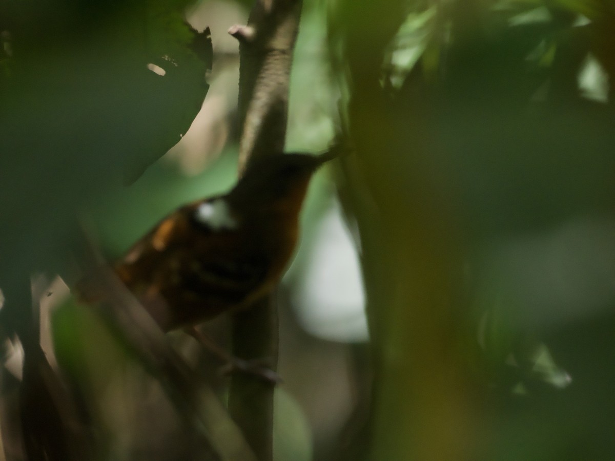 Chestnut-tailed Antbird (hemimelaena) - John Gregory