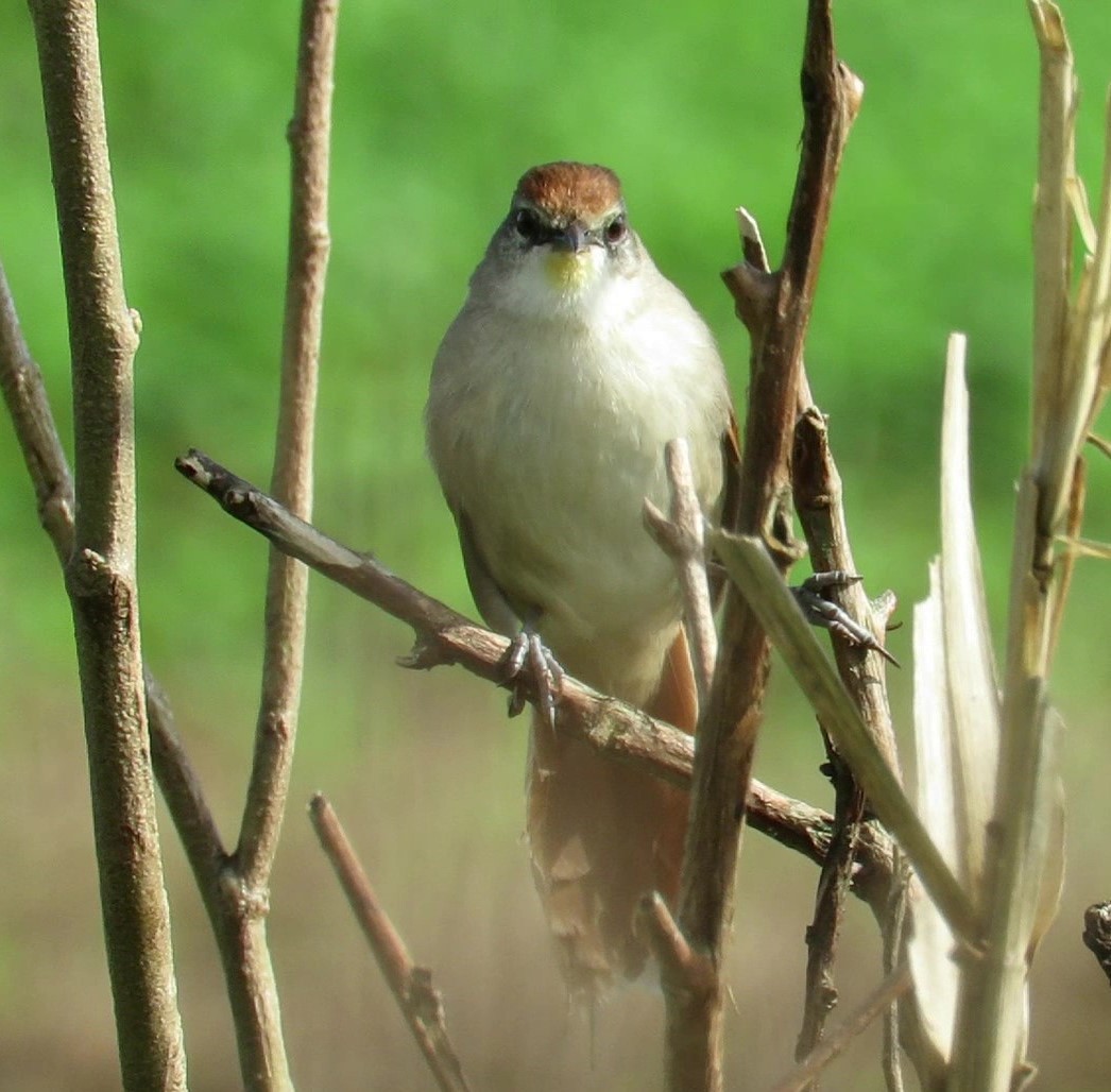 Yellow-chinned Spinetail - ML612384101