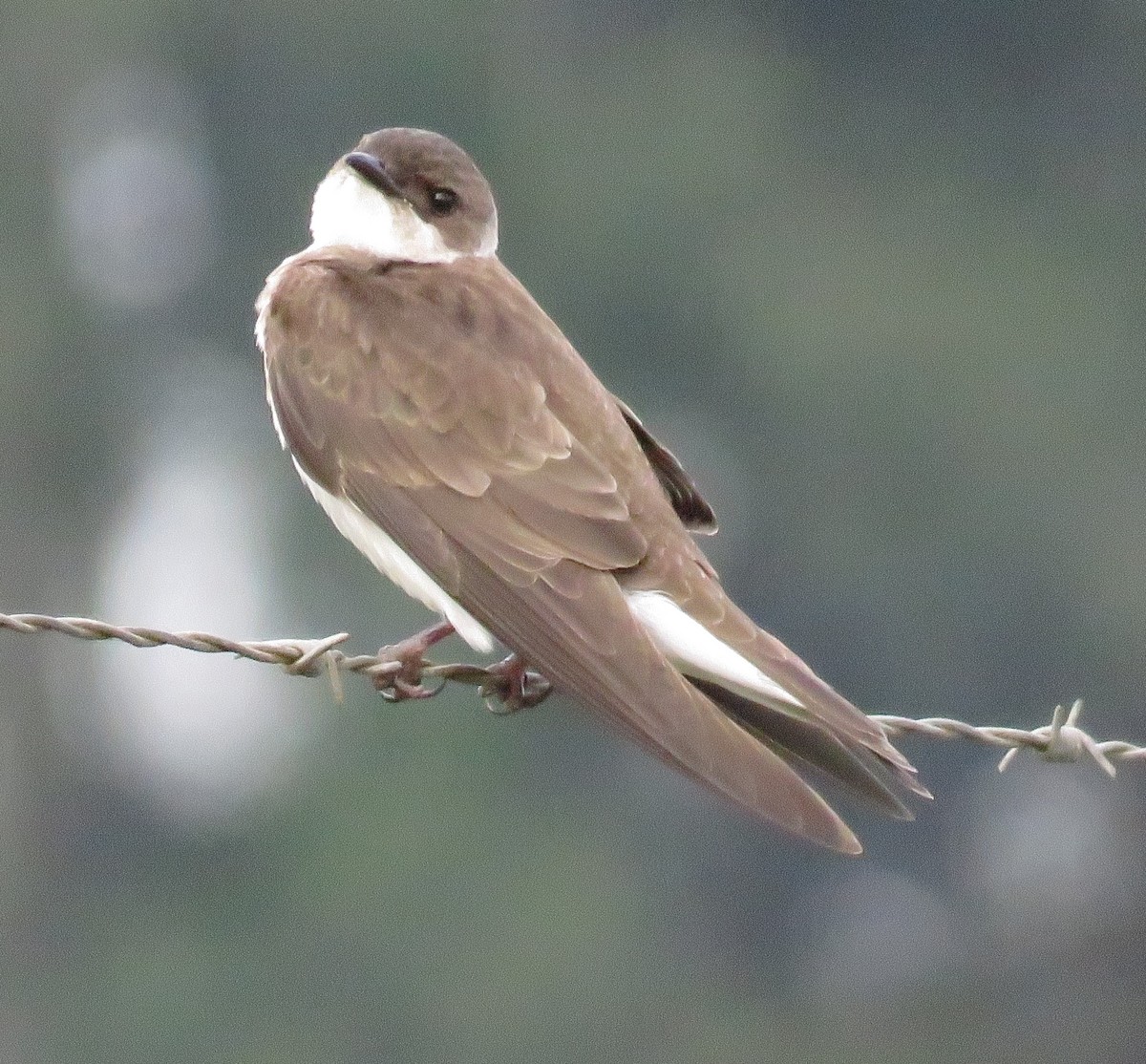 Brown-chested Martin (fusca) - ML612384115
