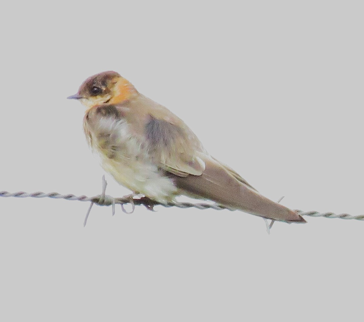 Tawny-headed Swallow - ML612384117