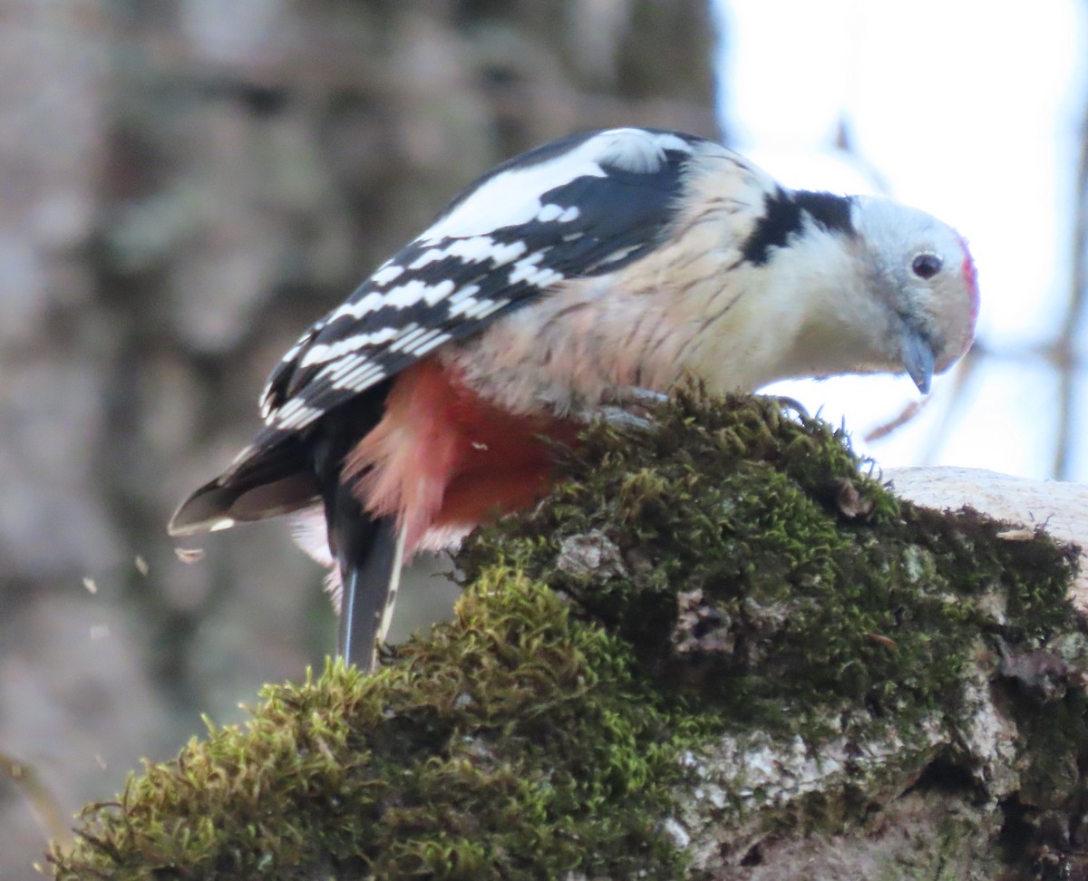 Middle Spotted Woodpecker - ML612384750