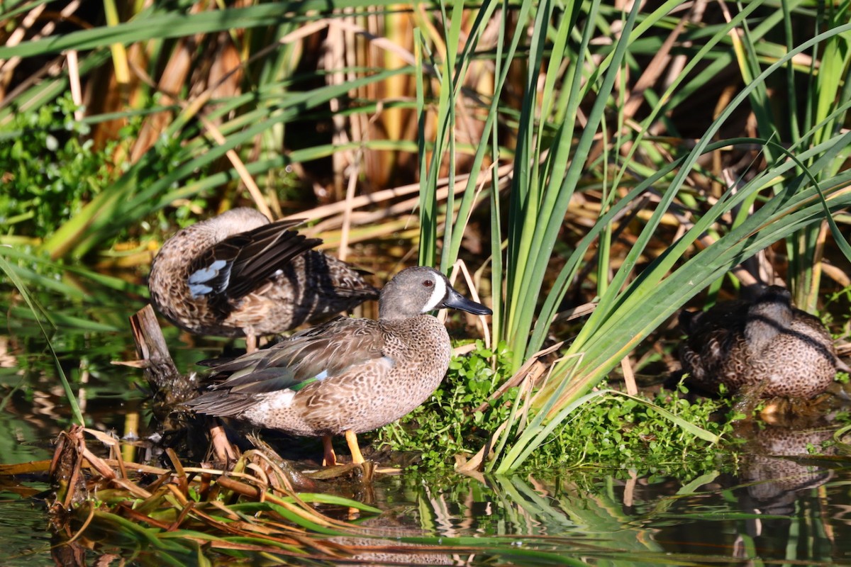 Blue-winged Teal - ML612384801