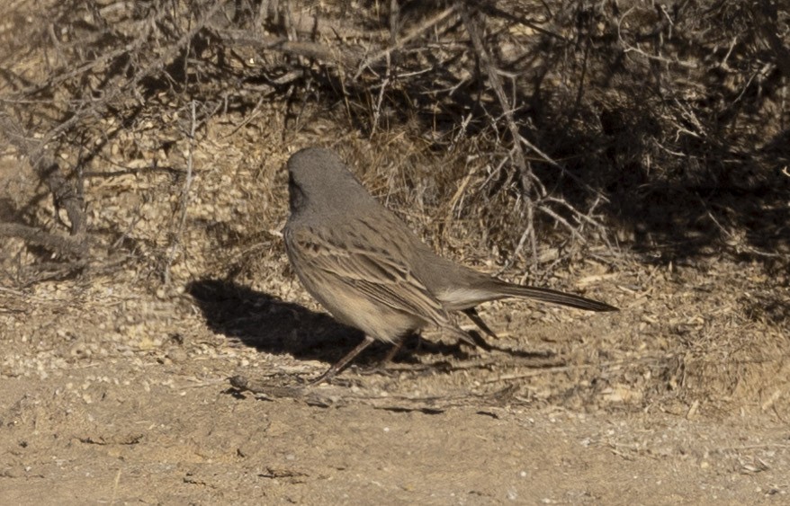 Sagebrush/Bell's Sparrow (Sage Sparrow) - ML612384992