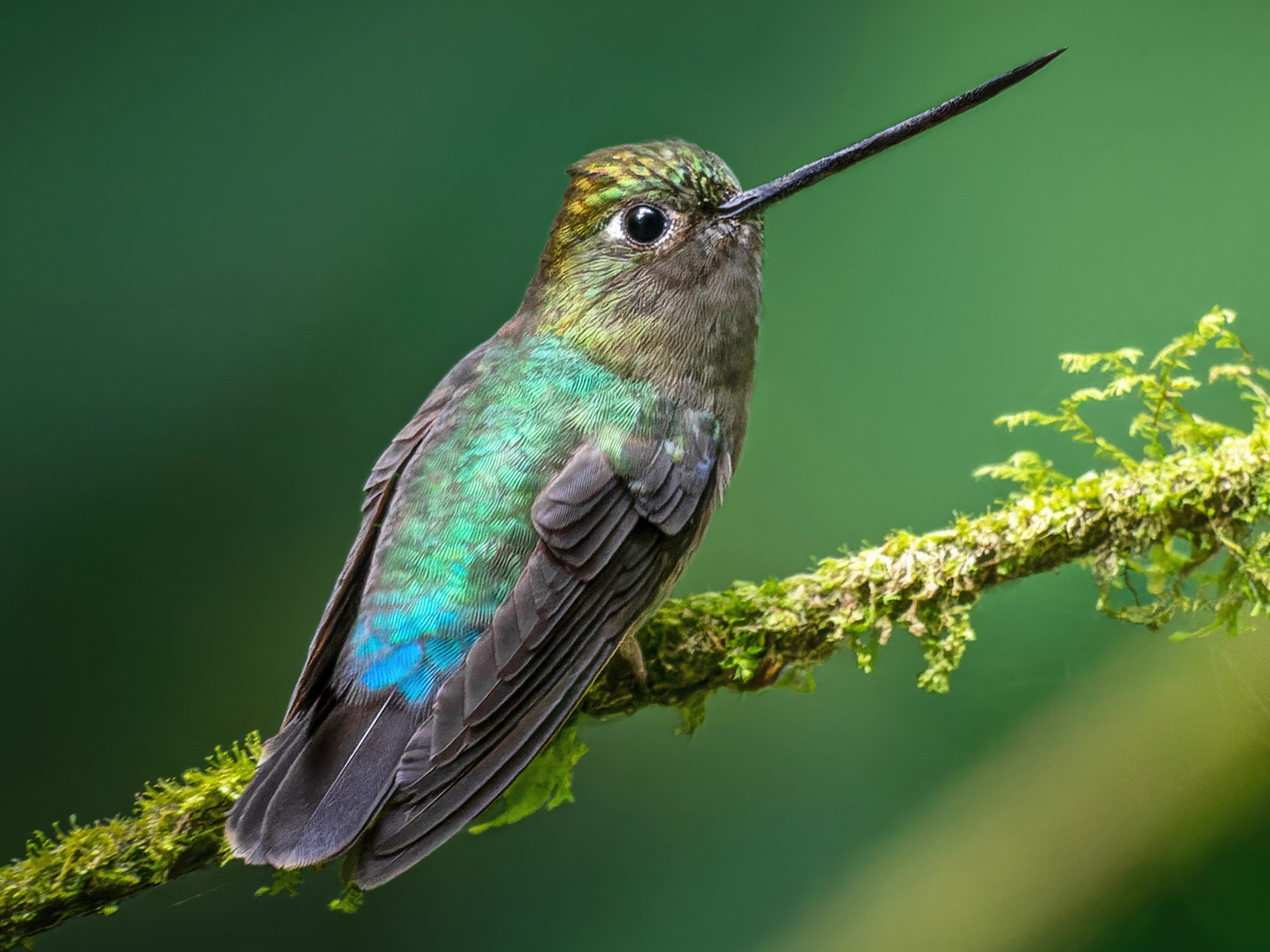 Green fronted Lancebill eBird