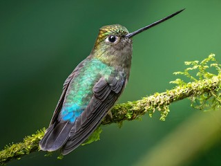 Green-fronted Lancebill