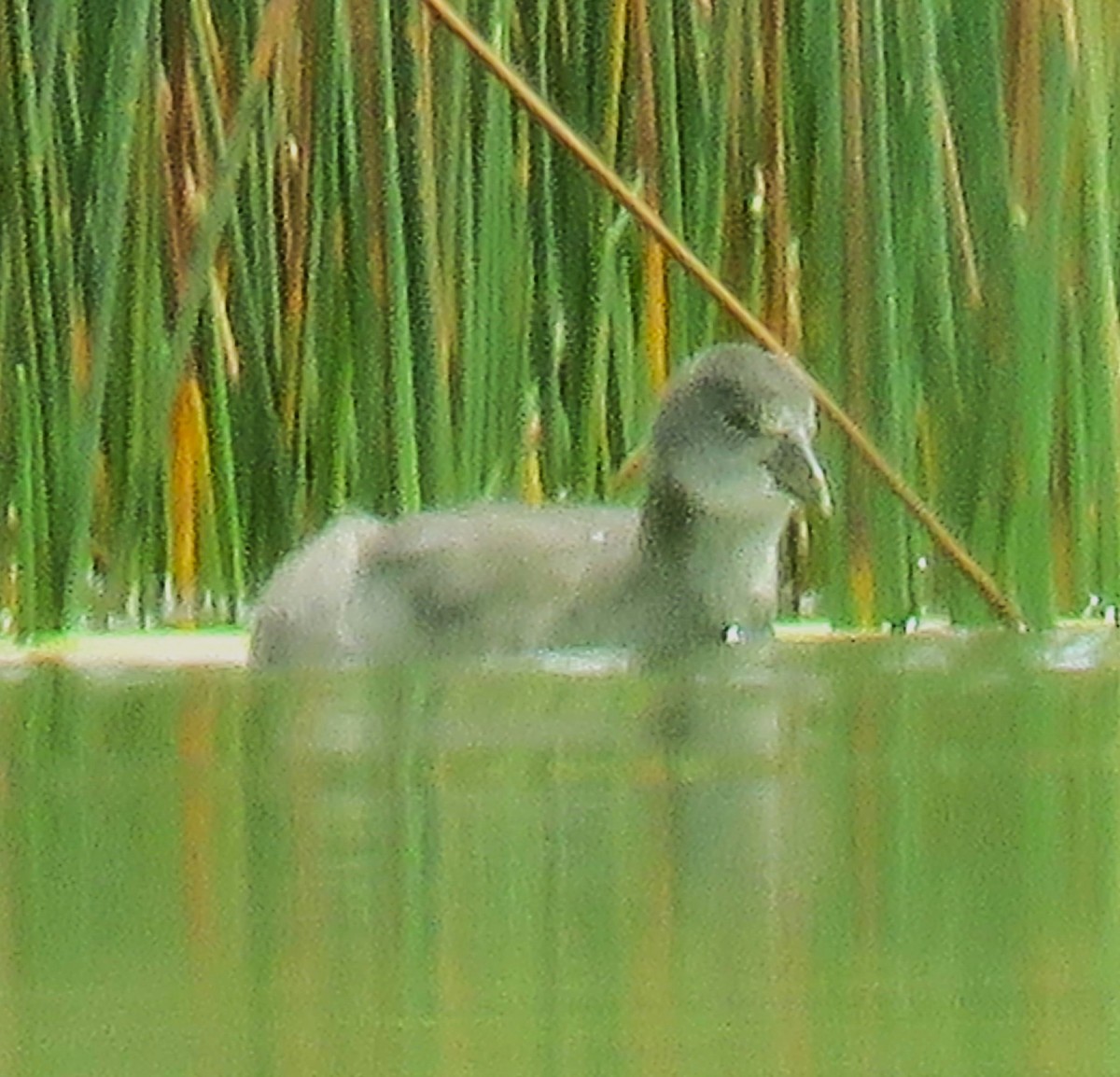 White-winged Coot - Letícia Matheus Baccarin
