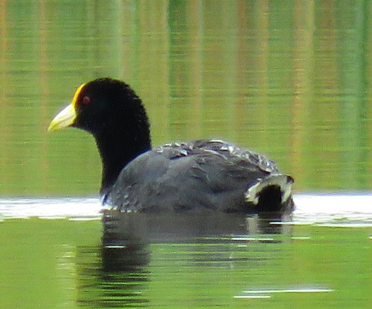 White-winged Coot - ML612385148