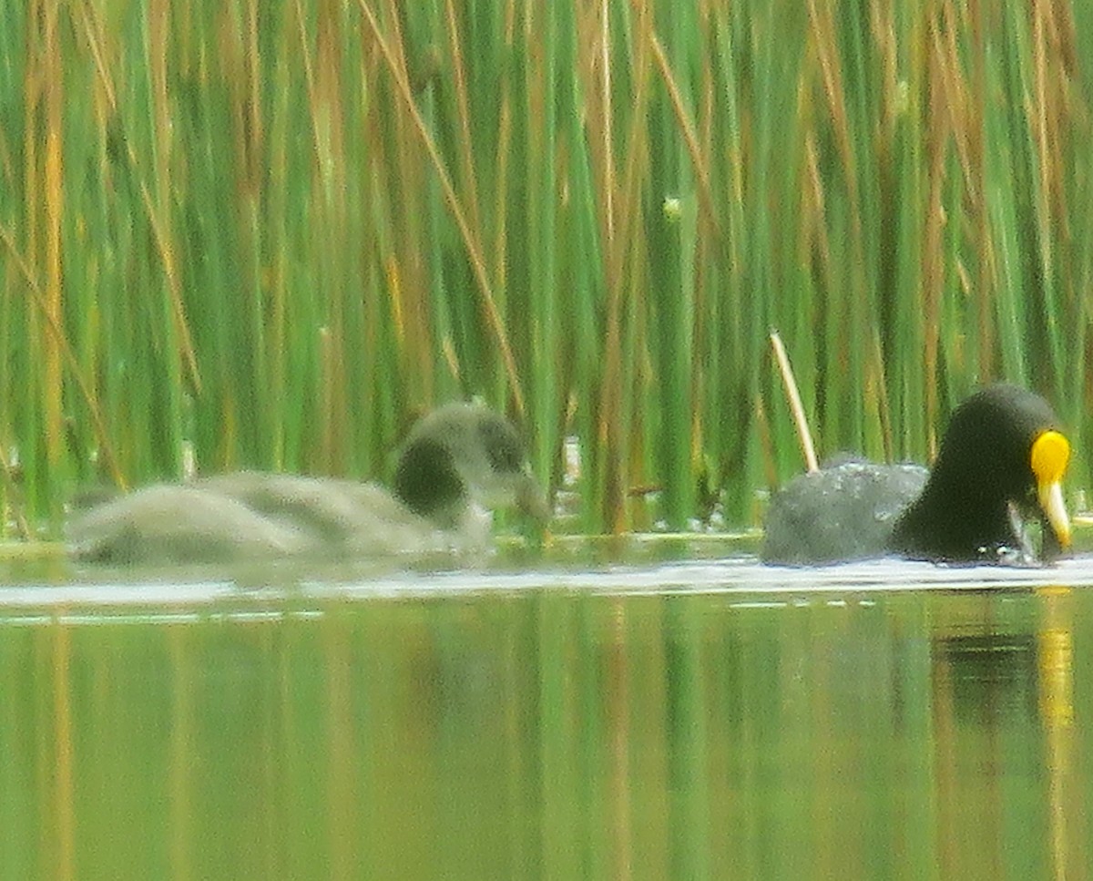 White-winged Coot - ML612385149