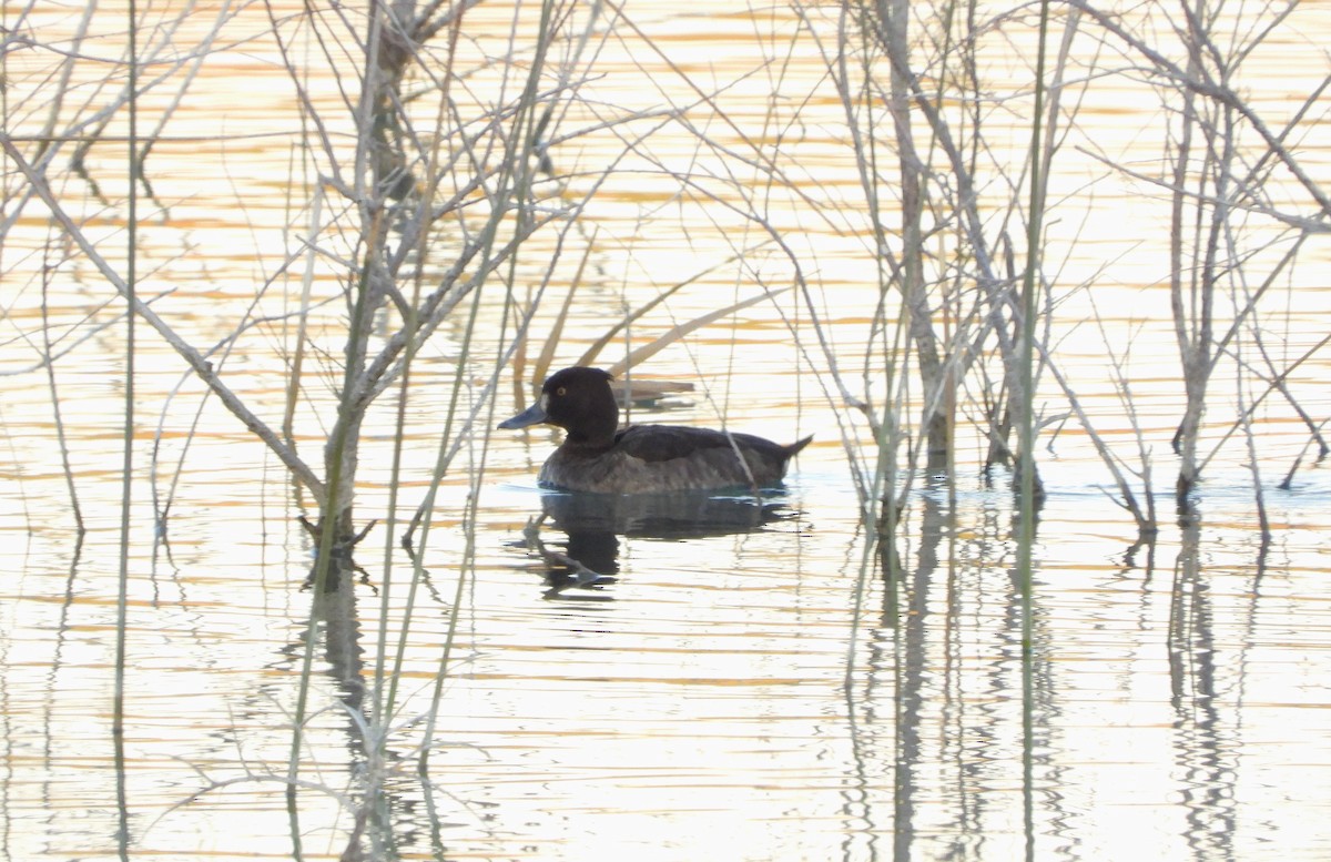 Tufted Duck - ML612385154