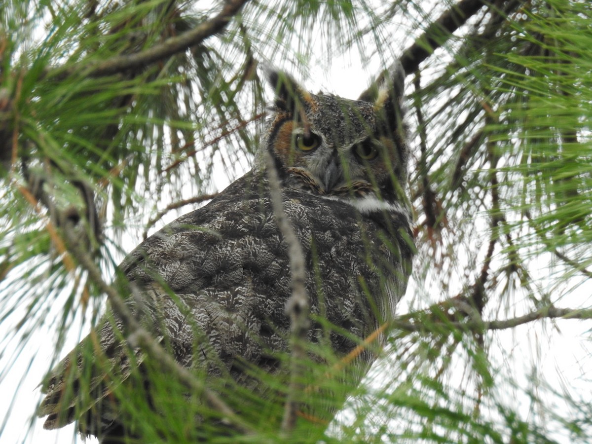 Great Horned Owl - ML612385193