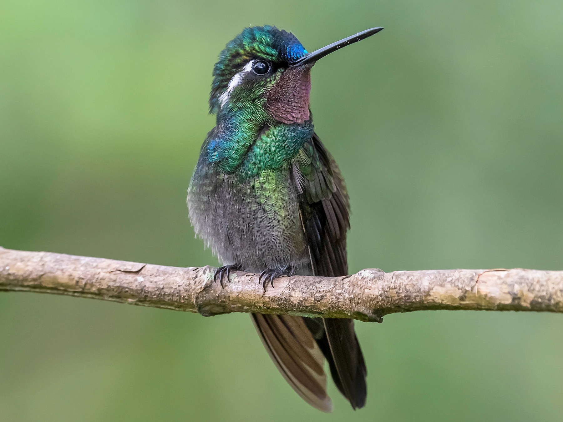 Purple-throated Mountain-gem - fernando Burgalin Sequeria