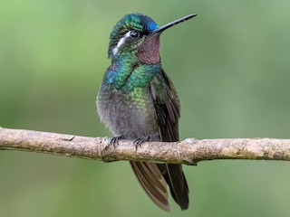 フジノドシロメジリハチドリ - eBird