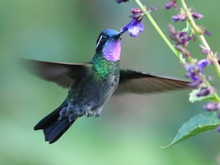 フジノドシロメジリハチドリ - eBird