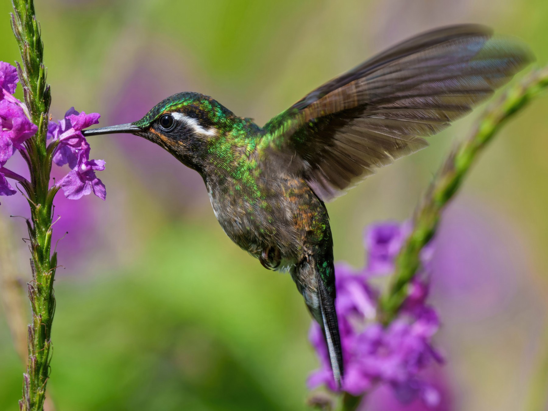 Purple-throated Mountain-gem - Jeff Hapeman