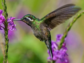 Immature male - Jeff Hapeman - ML612385392