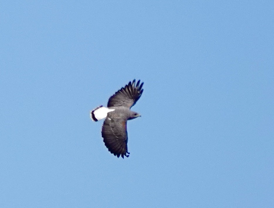 White-tailed Hawk - ML612385445