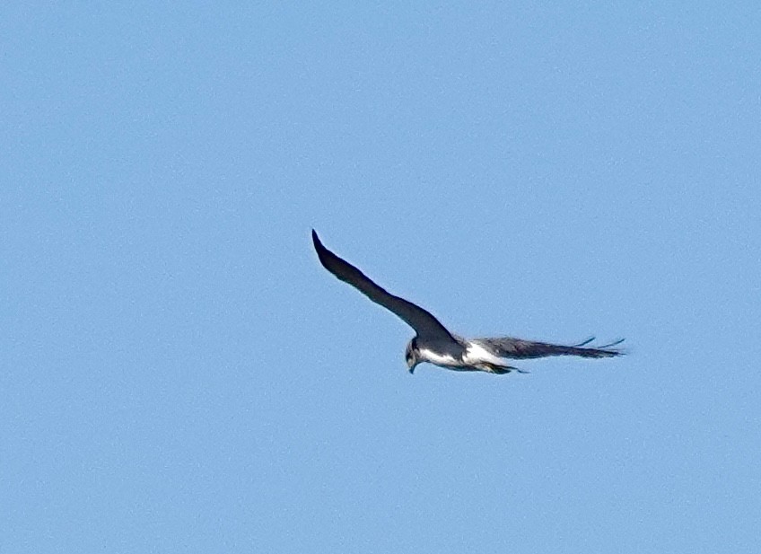 White-tailed Hawk - ML612385447