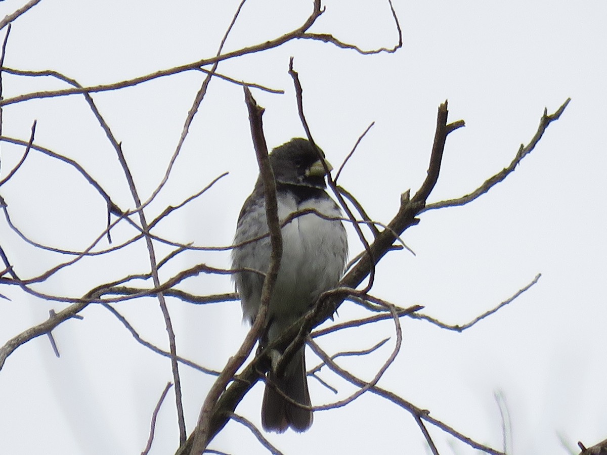 Double-collared Seedeater - ML612385611