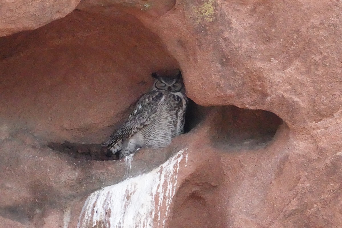 Great Horned Owl - ML612385698