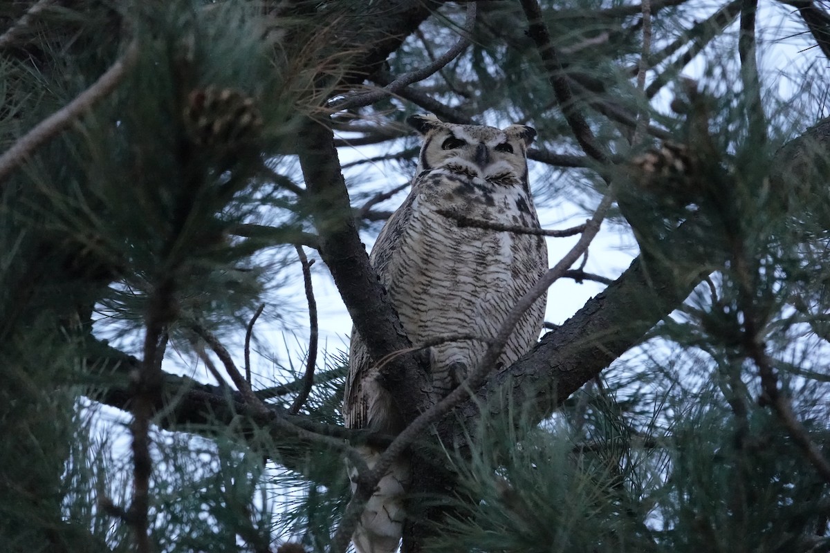 Great Horned Owl - ML612385699