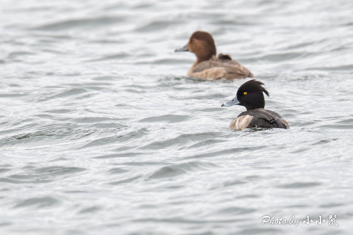 Tufted Duck - ML612385836