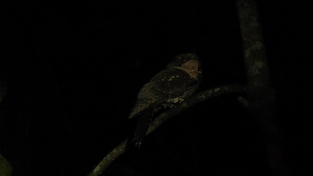 Feline Owlet-nightjar - ML612385967