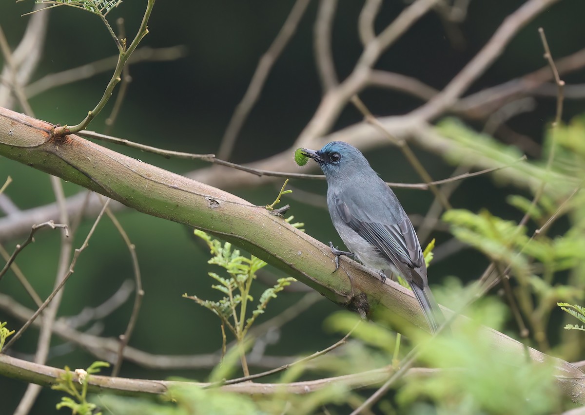Dull-blue Flycatcher - Channa Jayasinghe