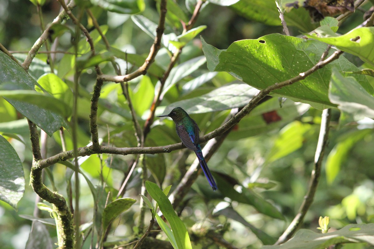 Violet-tailed Sylph - ML612386212