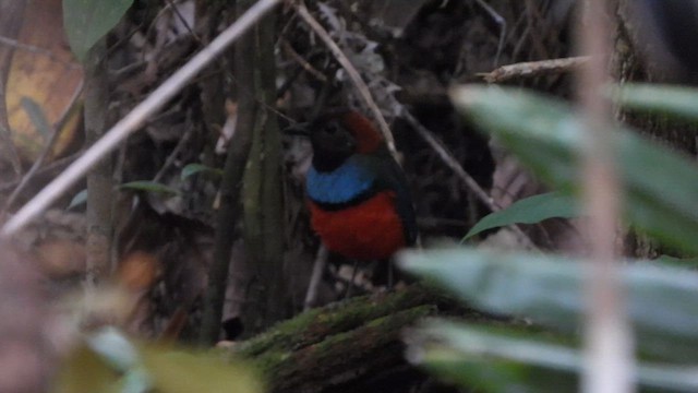Papua-Blaubrustpitta - ML612386272