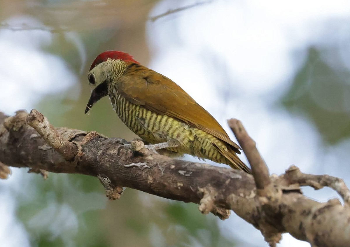 Golden-olive Woodpecker - ML612386334