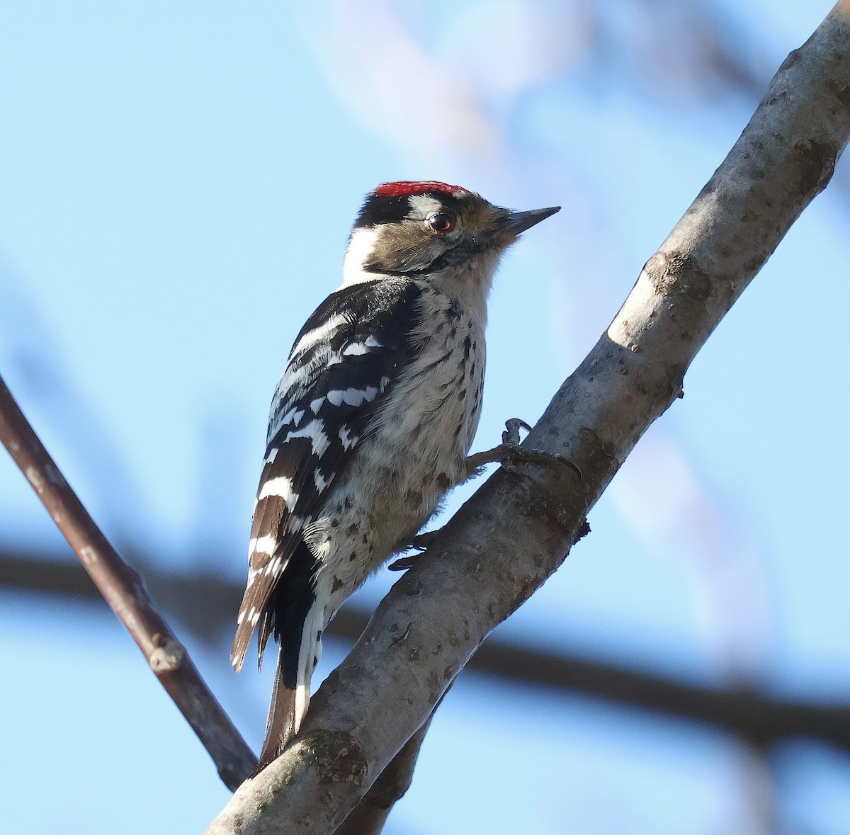 Lesser Spotted Woodpecker - ML612386462