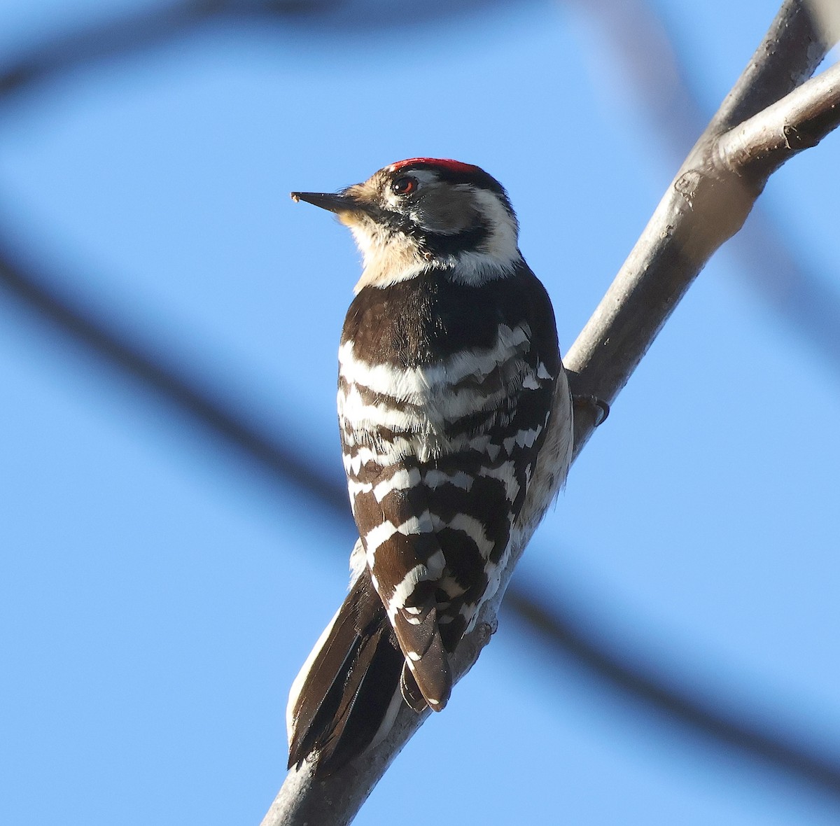 Lesser Spotted Woodpecker - ML612386466