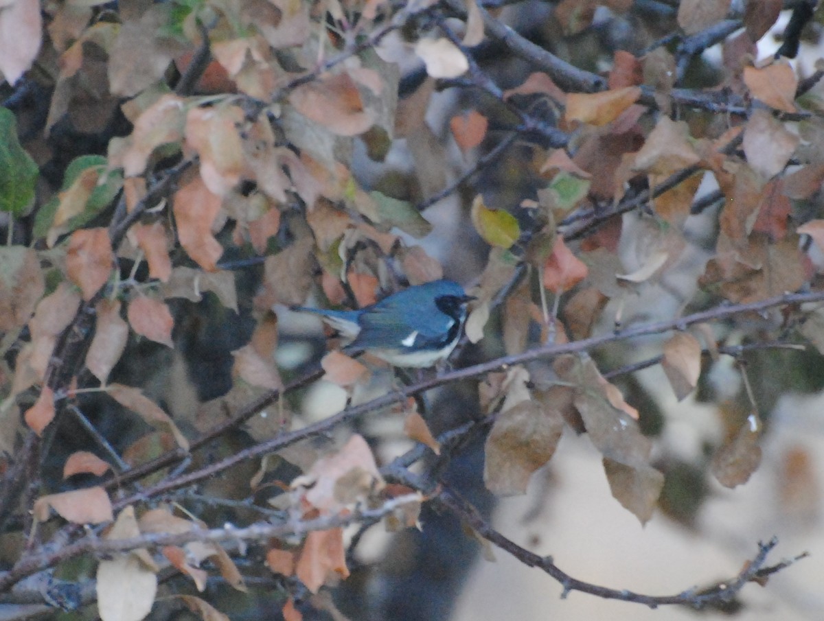 Black-throated Blue Warbler - ML612386528