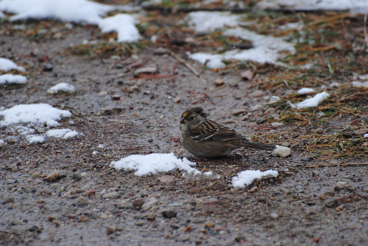 Golden-crowned Sparrow - ML612386688