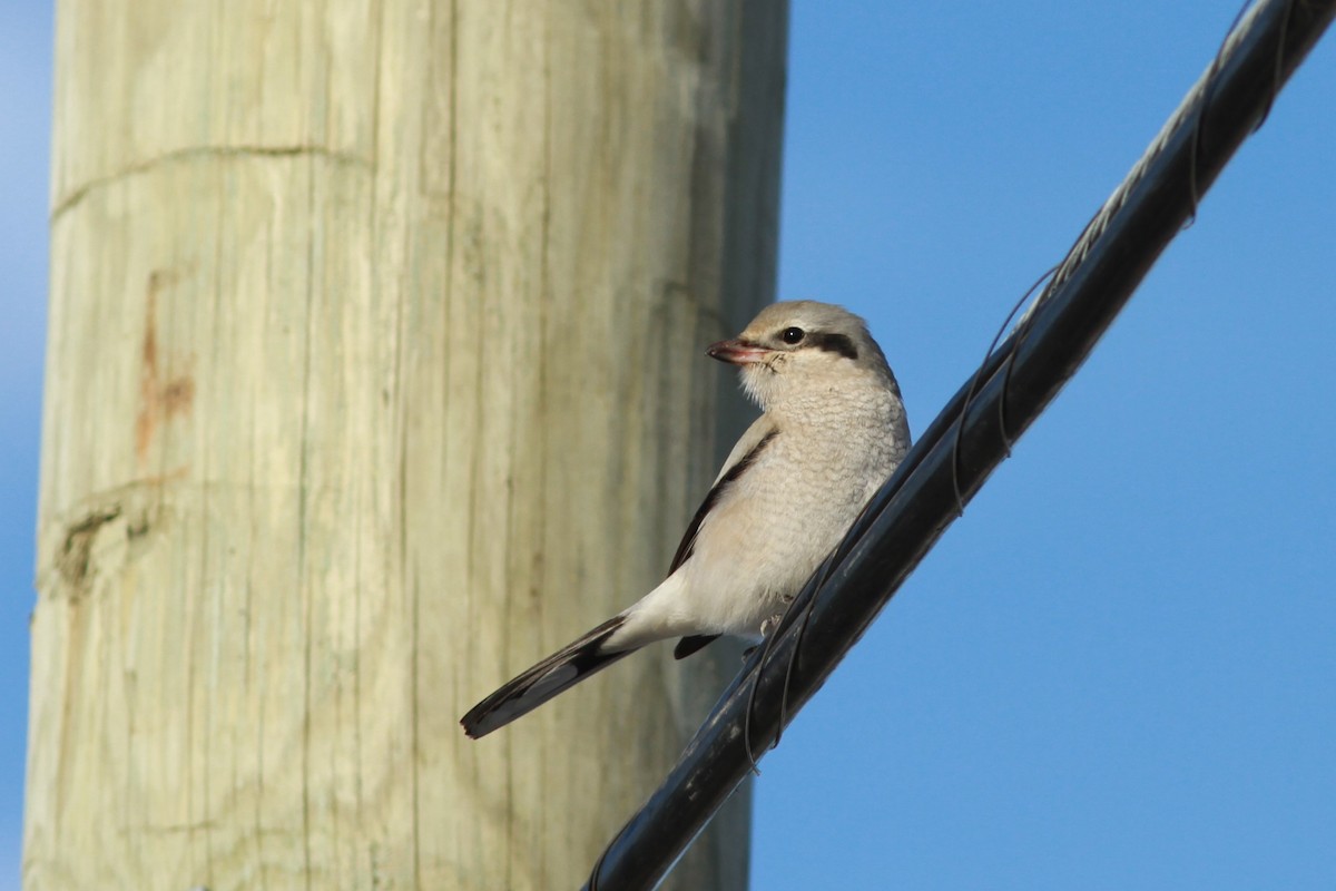 Northern Shrike - Mylene  Paulhus, Perreault