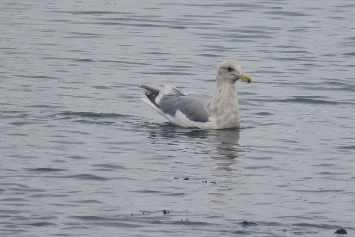 Western x Glaucous-winged Gull (hybrid) - Michael Simmons