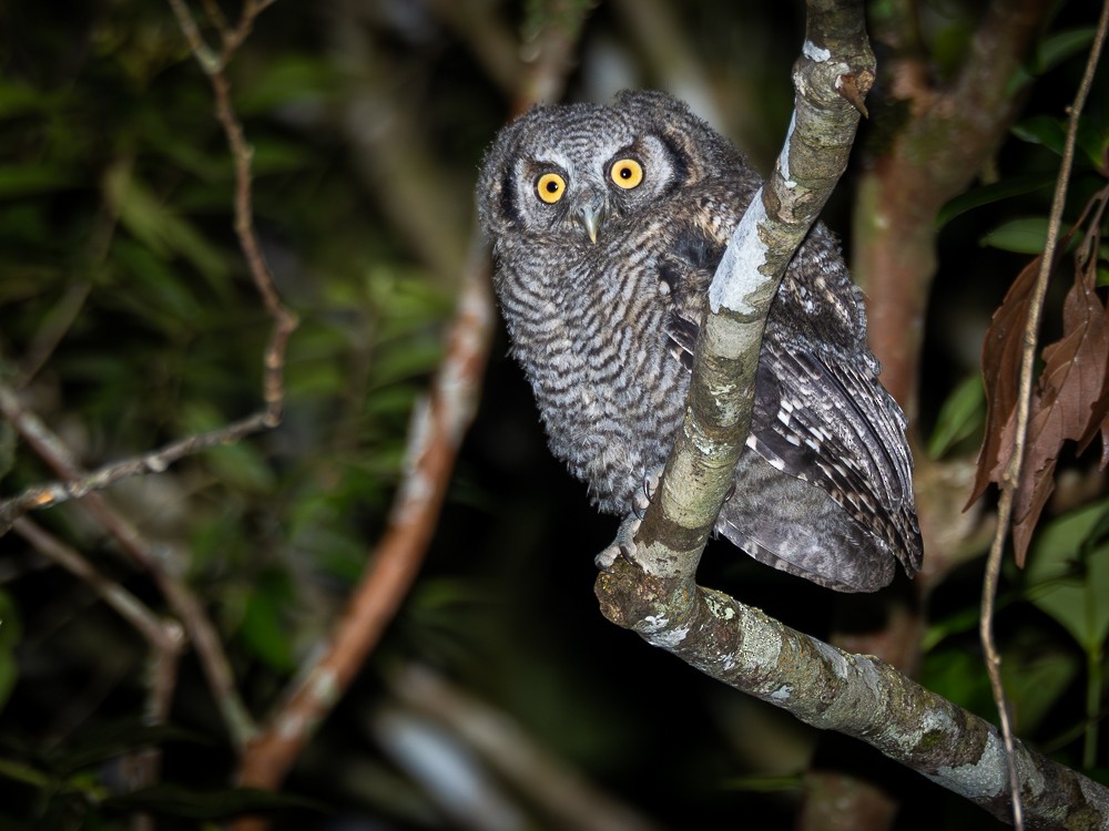 Long-tufted Screech-Owl - ML612386993