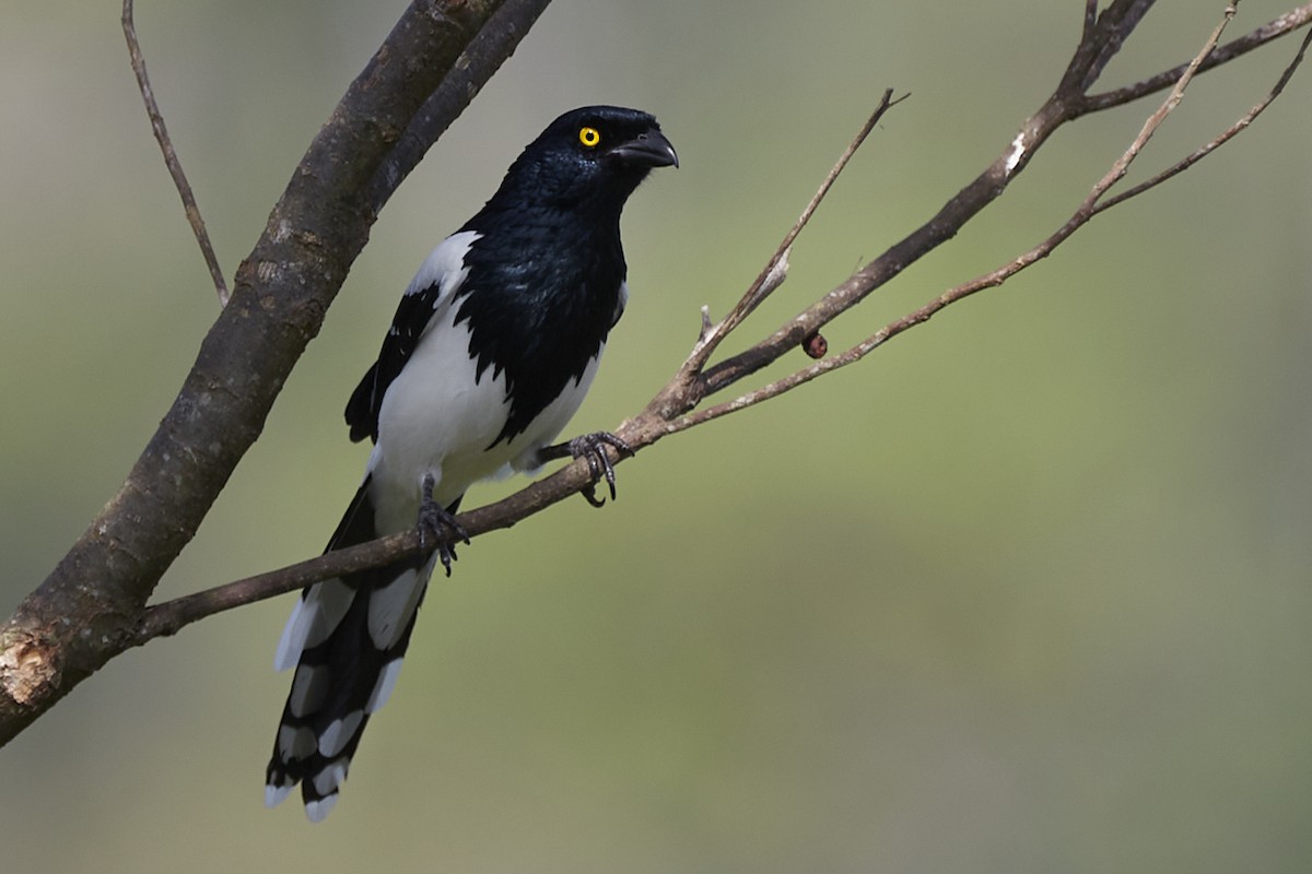 Magpie Tanager - ML612387113
